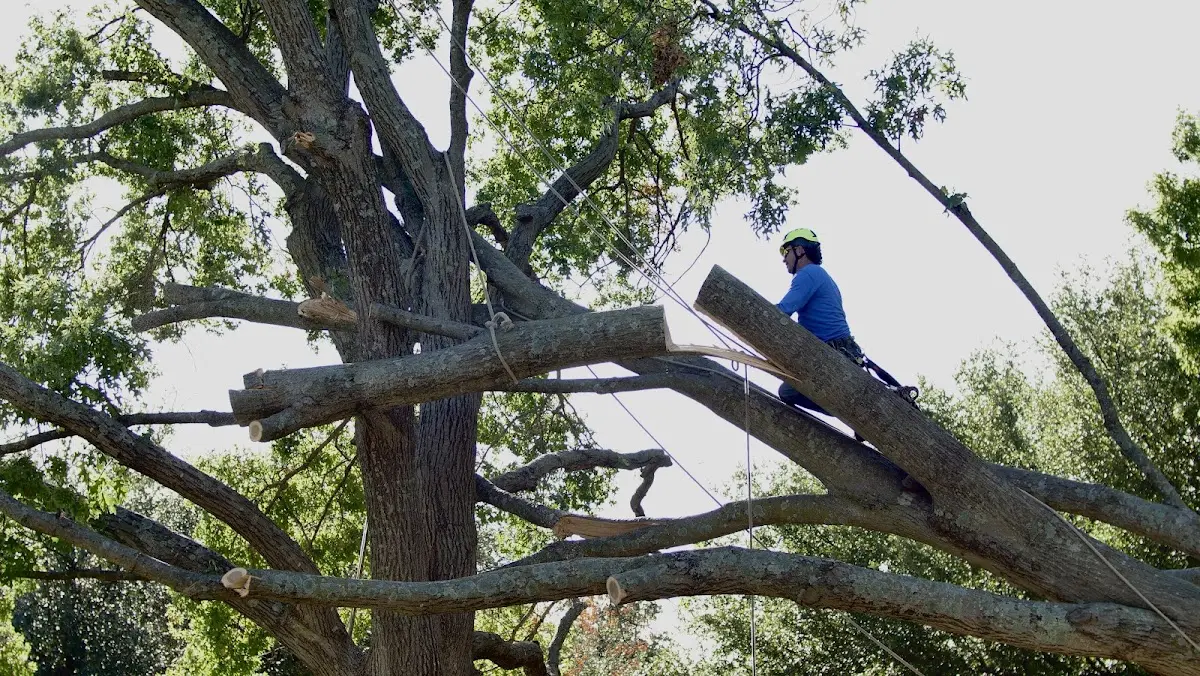 Professional Crown Thinning performed by certified arborists in Brixey