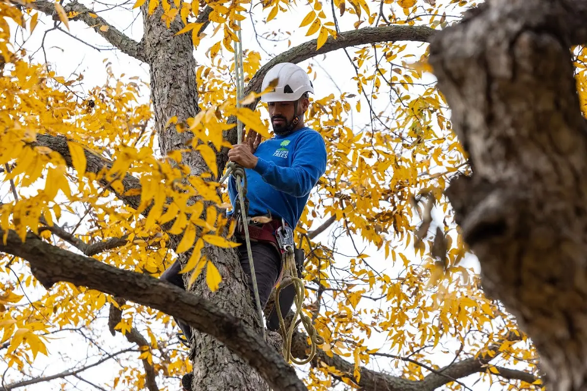 Skilled Dead Tree Removal crew working in Brixey